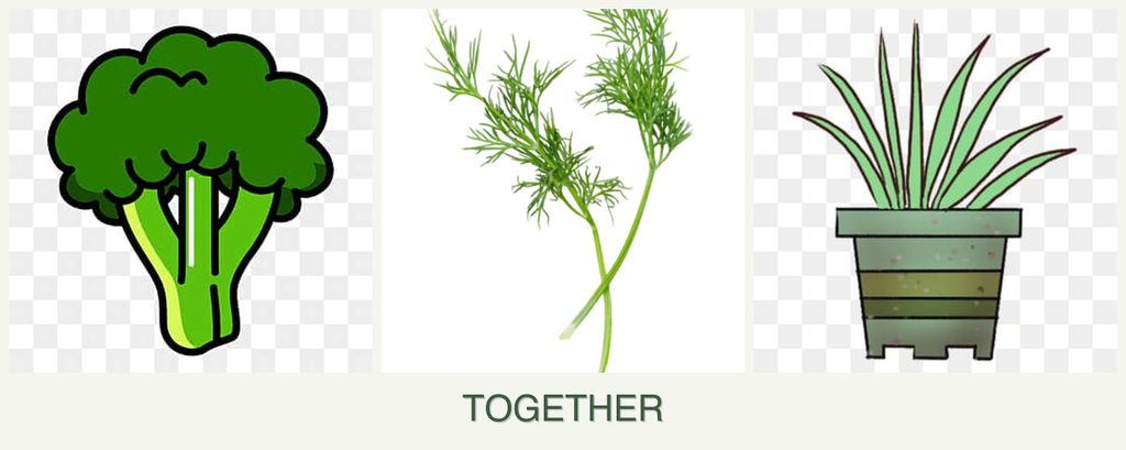 Can you plant broccoli, dill and lemongrass together?