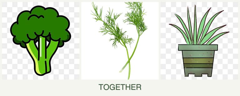 Can you plant broccoli, dill and lemongrass together?