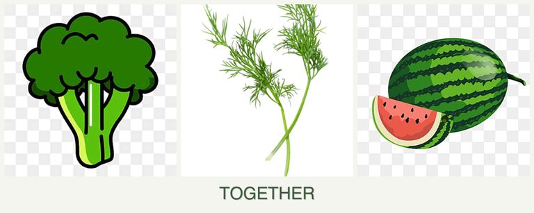 Can you plant broccoli, dill and melons together?