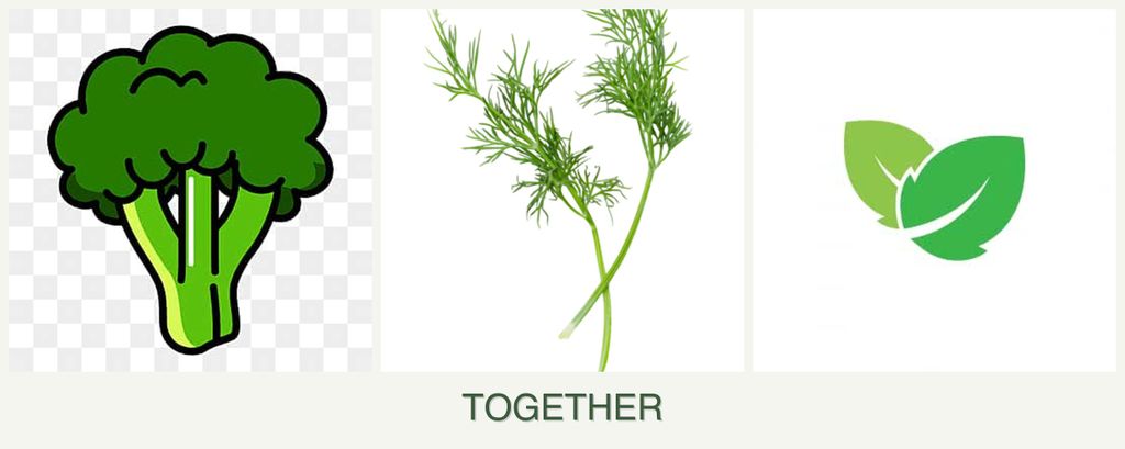 Can you plant broccoli, dill and mint together?