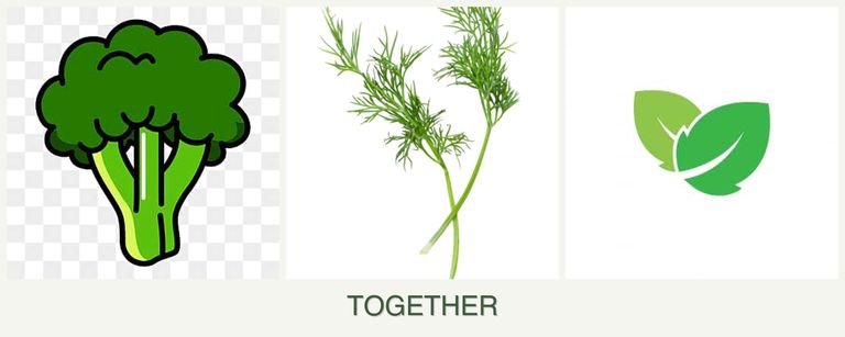 Can you plant broccoli, dill and mint together?