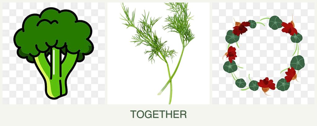 Can you plant broccoli, dill and nasturtiums together?