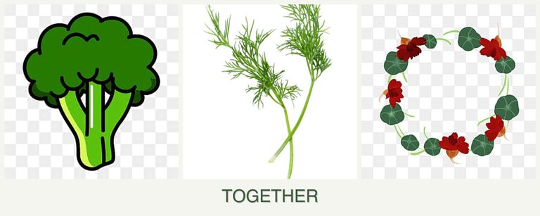 Can you plant broccoli, dill and nasturtiums together?