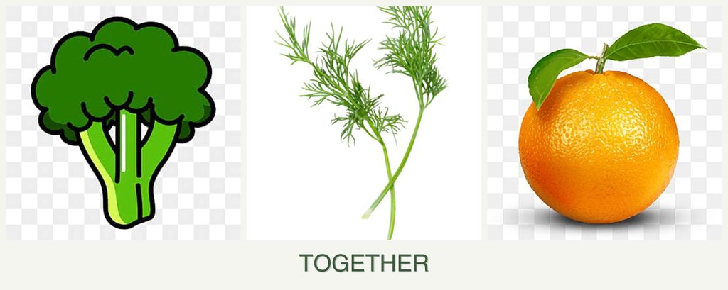 Can you plant broccoli, dill and oranges together?