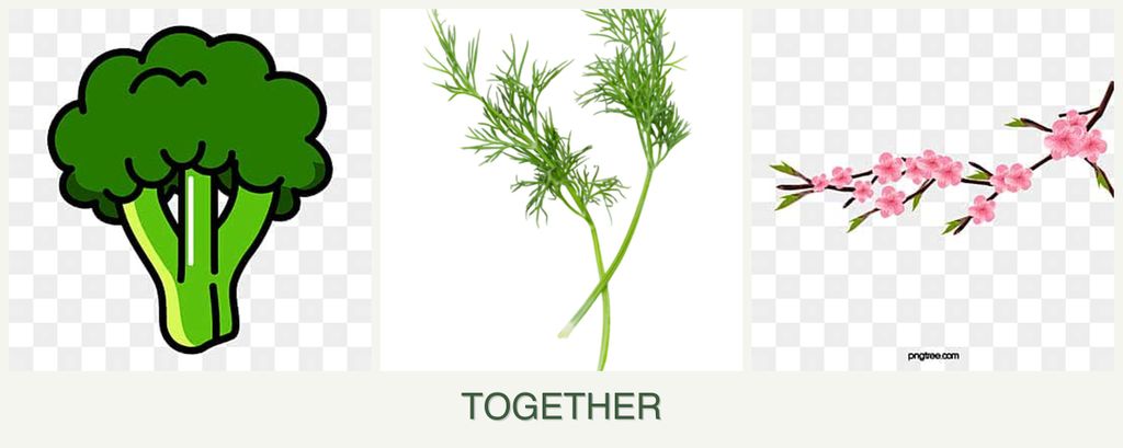 Can you plant broccoli, dill and peaches together?