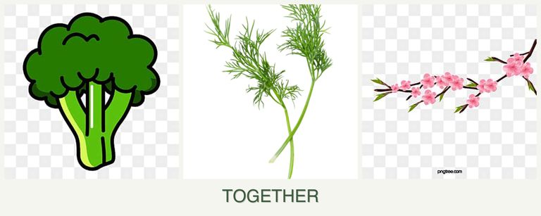 Can you plant broccoli, dill and peaches together?