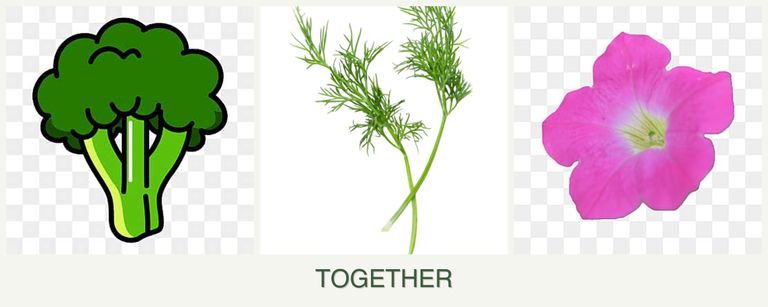 Can you plant broccoli, dill and petunias together?