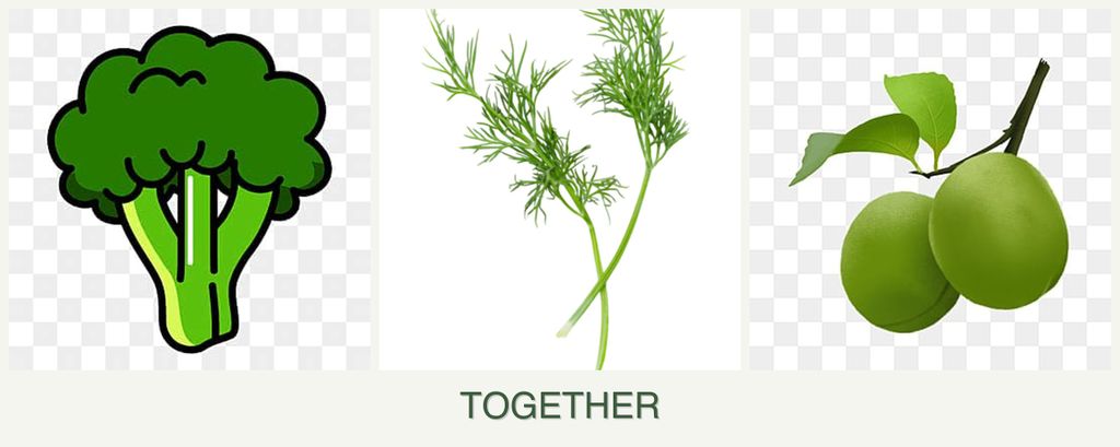 Can you plant broccoli, dill and plums together?