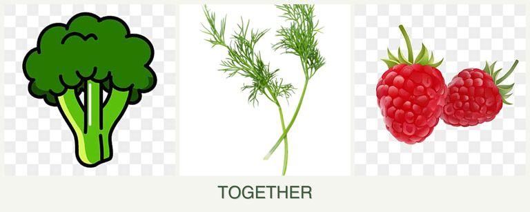 Can you plant broccoli, dill and raspberries together?