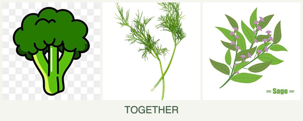 Can you plant broccoli, dill and sage together?