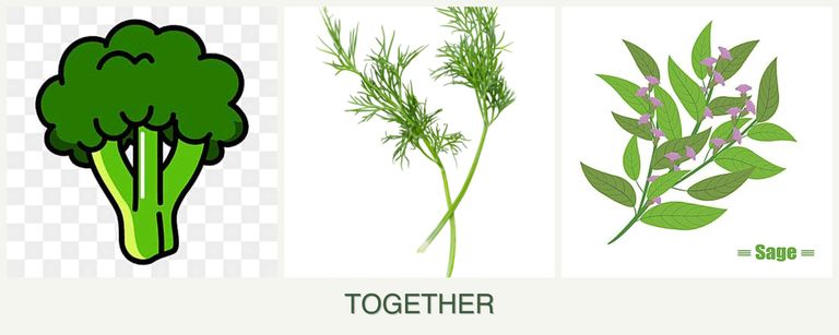 Can you plant broccoli, dill and sage together?