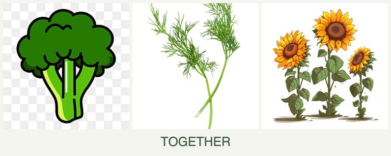 Can you plant broccoli, dill and sunflowers together?