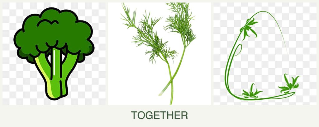 Can you plant broccoli, dill and tarragon together?