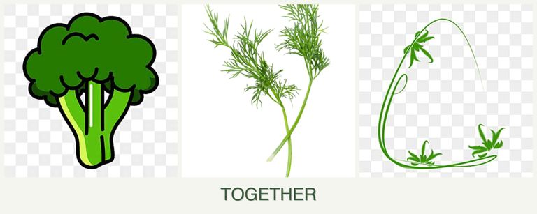 Can you plant broccoli, dill and tarragon together?