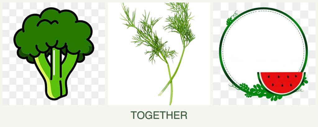 Can you plant broccoli, dill and watermelons together?