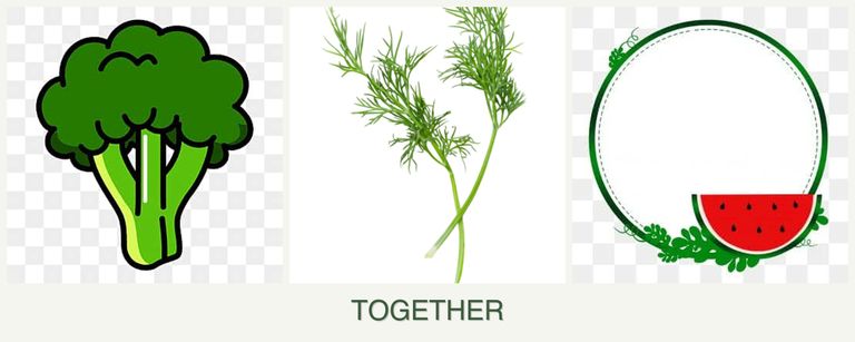 Can you plant broccoli, dill and watermelons together?
