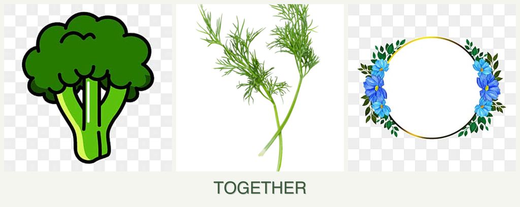 Can you plant broccoli, dill and zinnias together?
