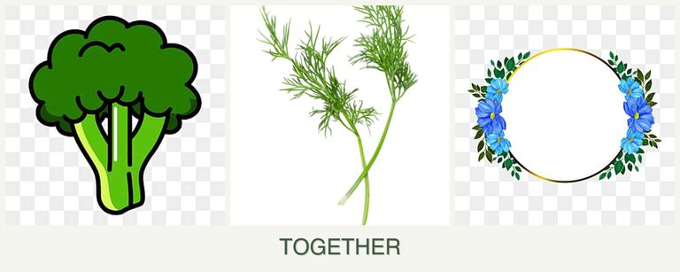 Can you plant broccoli, dill and zinnias together?