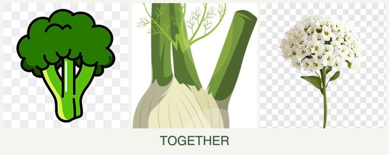 Can you plant broccoli, fennel and alyssum together?