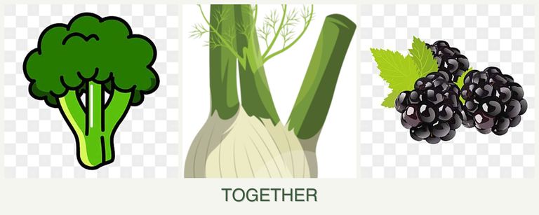 Can you plant broccoli, fennel and blackberries together?
