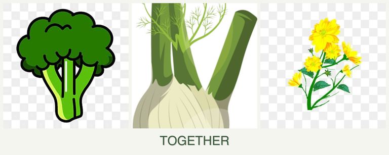 Can you plant broccoli, fennel and calendula together?