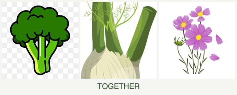 Can you plant broccoli, fennel and cosmos together?