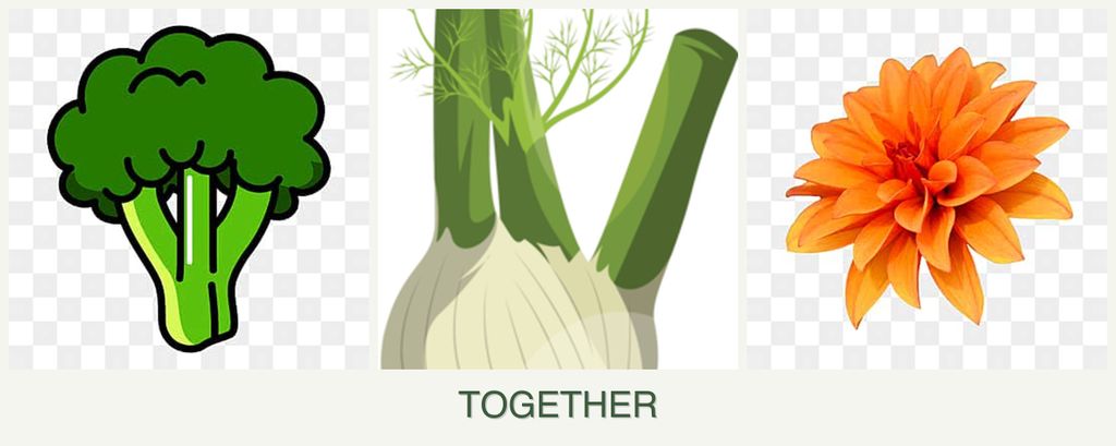 Can you plant broccoli, fennel and dahlias together?