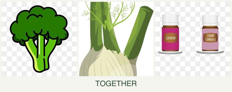 Can you plant broccoli, fennel and geraniums together?