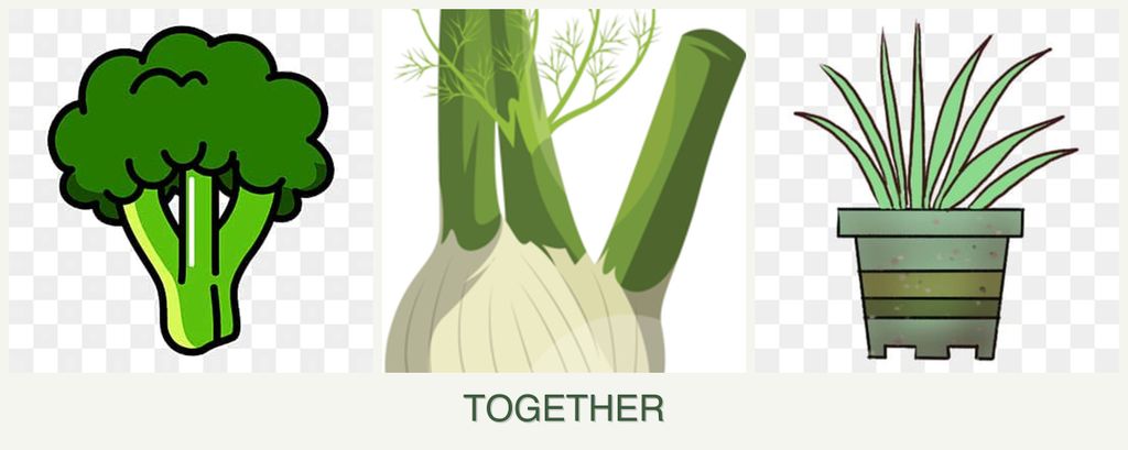 Can you plant broccoli, fennel and lemongrass together?