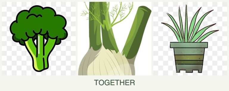 Can you plant broccoli, fennel and lemongrass together?