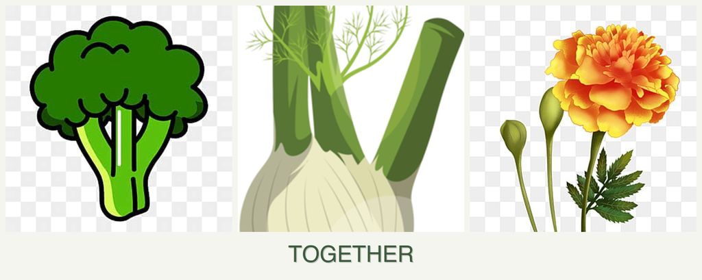 Can you plant broccoli, fennel and marigolds together?