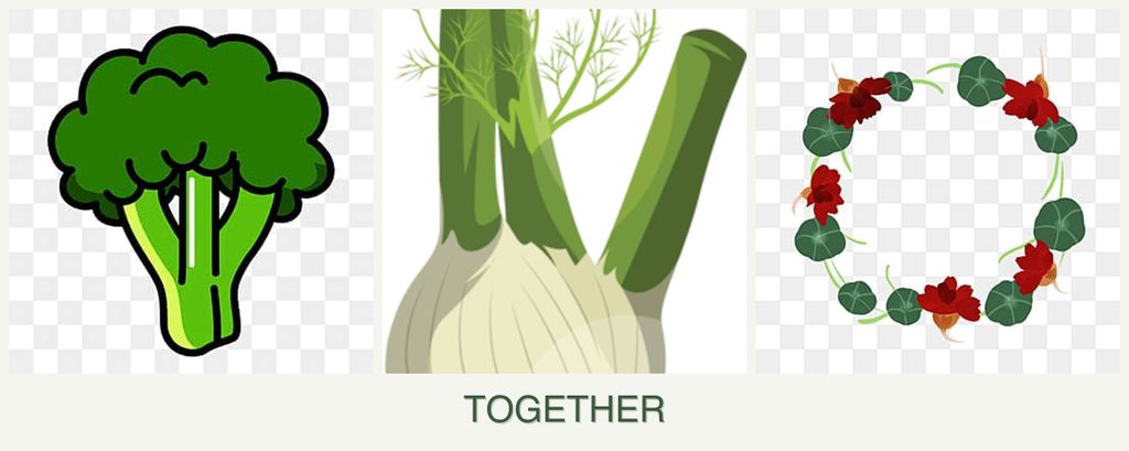 Can you plant broccoli, fennel and nasturtiums together?