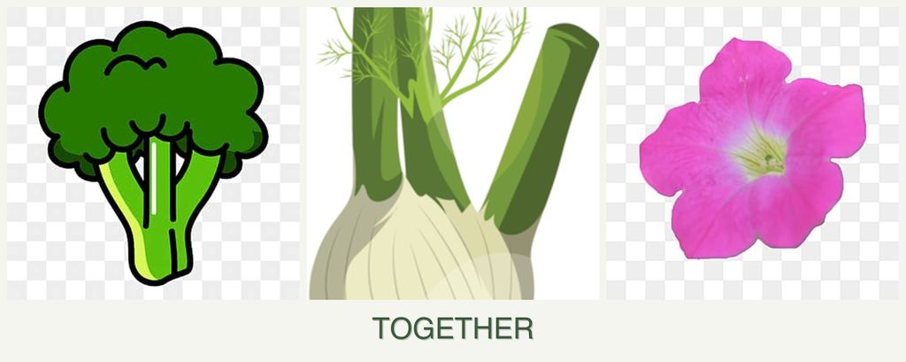 Can you plant broccoli, fennel and petunias together?