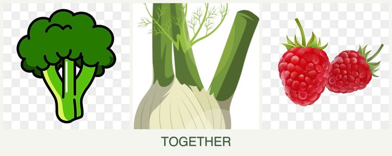 Can you plant broccoli, fennel and raspberries together?
