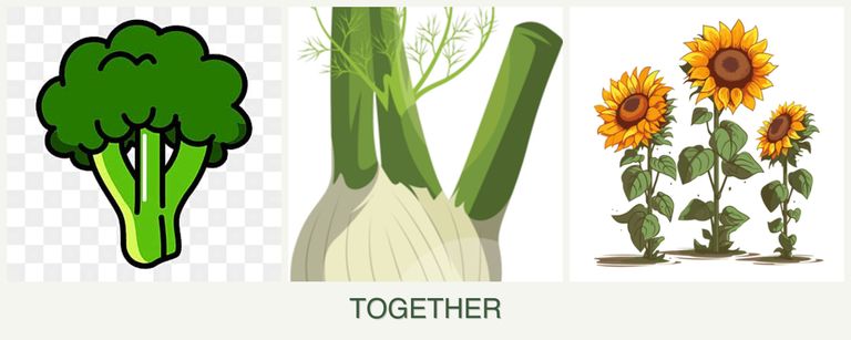 Can you plant broccoli, fennel and sunflowers together?