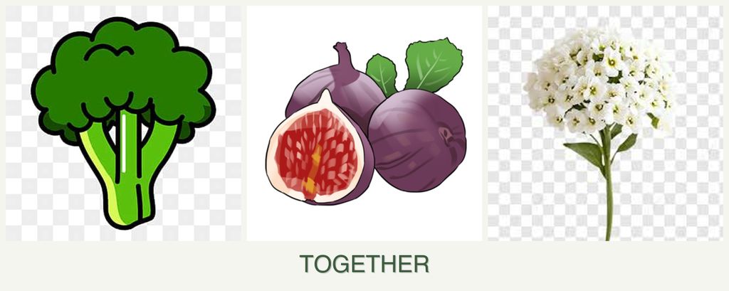 Can you plant broccoli, figs and alyssum together?