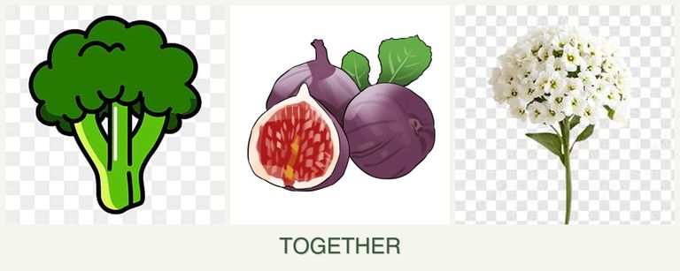 Can you plant broccoli, figs and alyssum together?