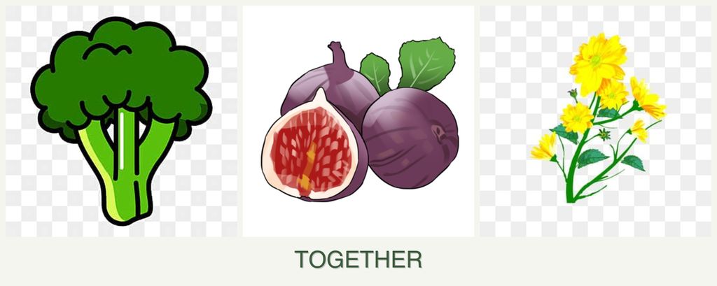 Can you plant broccoli, figs and calendula together?