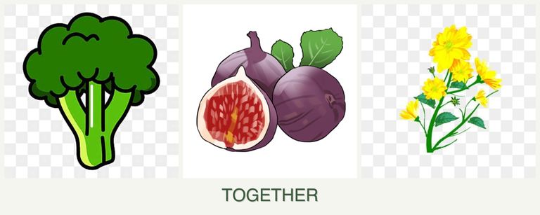 Can you plant broccoli, figs and calendula together?