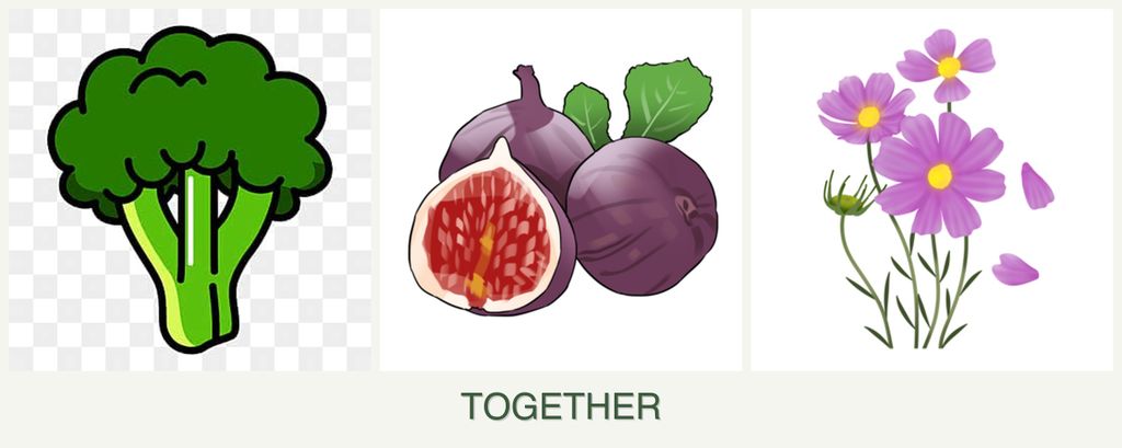 Can you plant broccoli, figs and cosmos together?