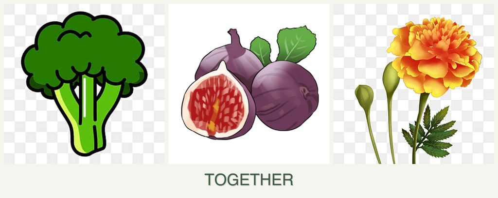 Can you plant broccoli, figs and marigolds together?