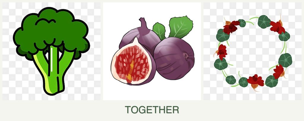 Can you plant broccoli, figs and nasturtiums together?