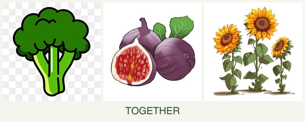 Can you plant broccoli, figs and sunflowers together?