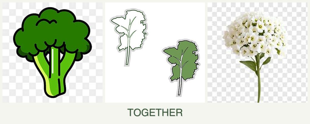 Can you plant broccoli, kale and alyssum together?