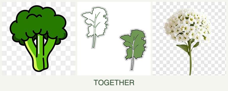 Can you plant broccoli, kale and alyssum together?