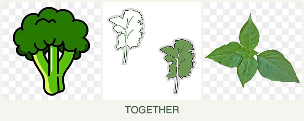 Can you plant broccoli, kale and basil together?