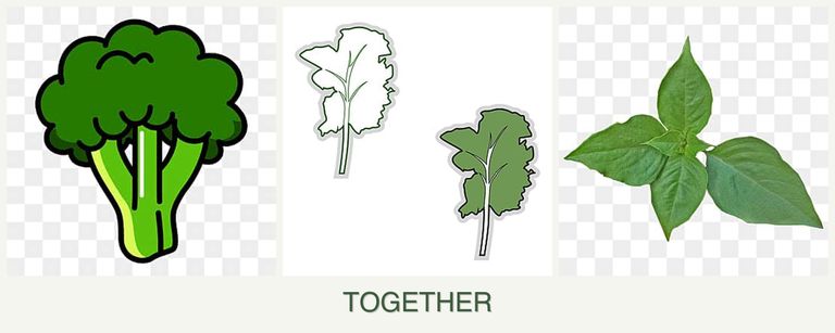 Can you plant broccoli, kale and basil together?