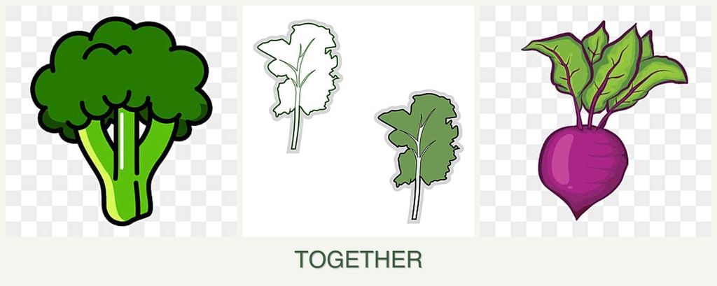 Can you plant broccoli, kale and beets together?