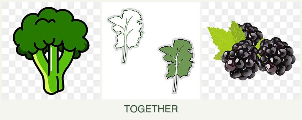 Can you plant broccoli, kale and blackberries together?