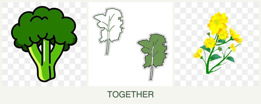 Can you plant broccoli, kale and calendula together?